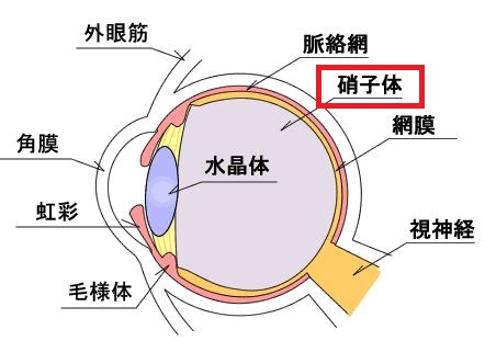 眼球図解